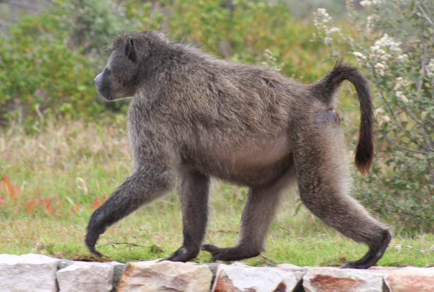 Baboon at the Visitors' Center