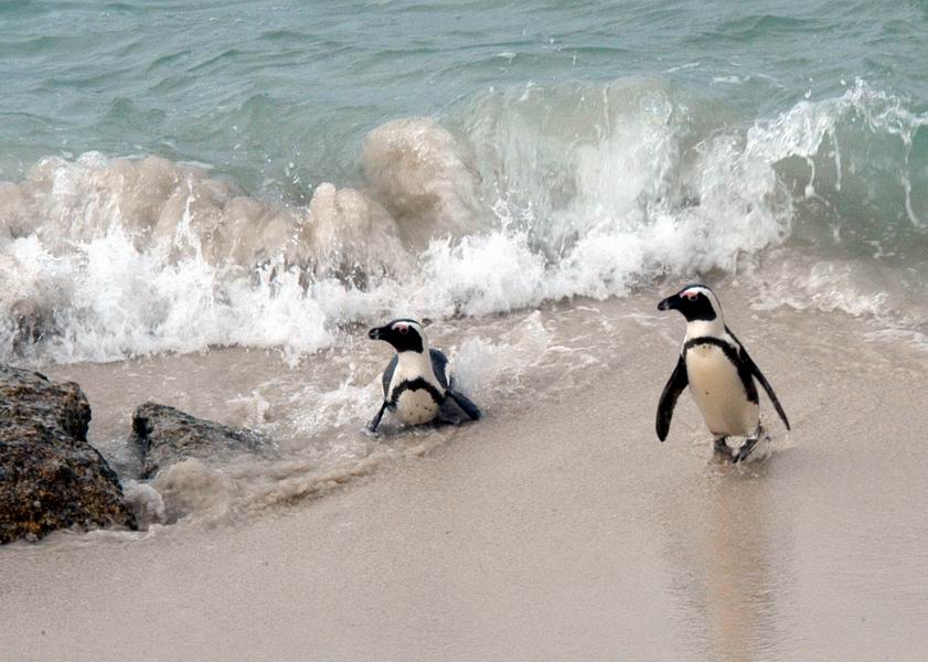 Penguin Parents coming back to the beach