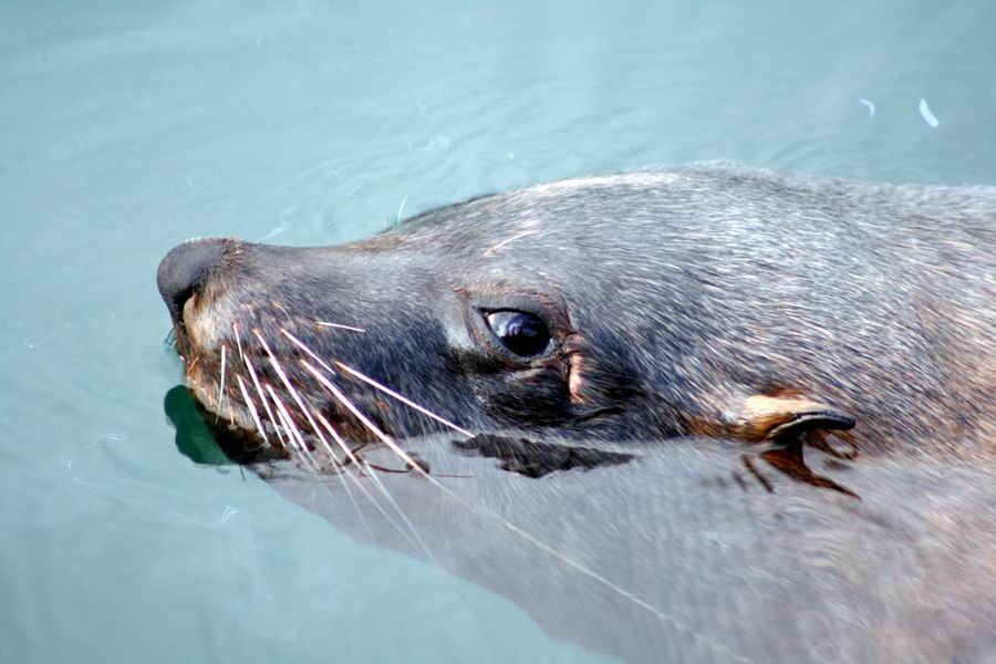 Cape Seal