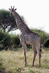 Giraffe