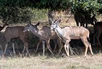 Female Kudu and juvenile male Kudu