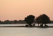Chobe sunset, with elephants
