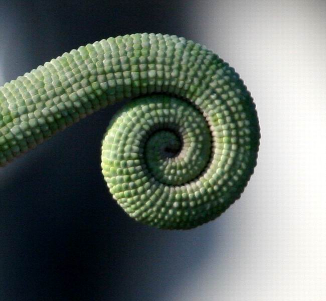 Chameleon's tail