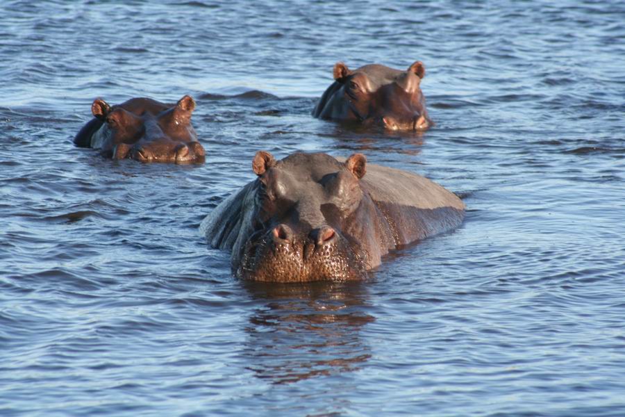 Hippos near the airstrip