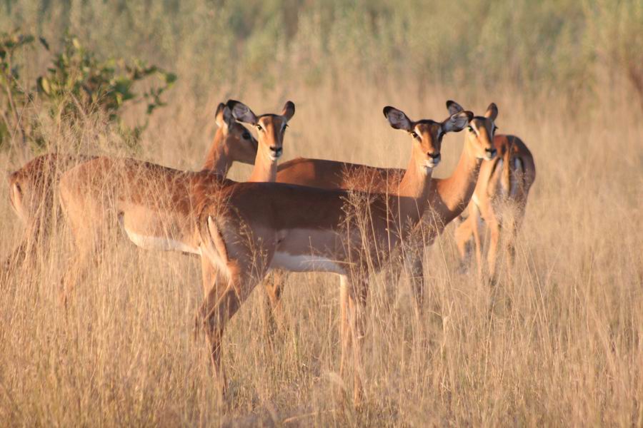 Impala