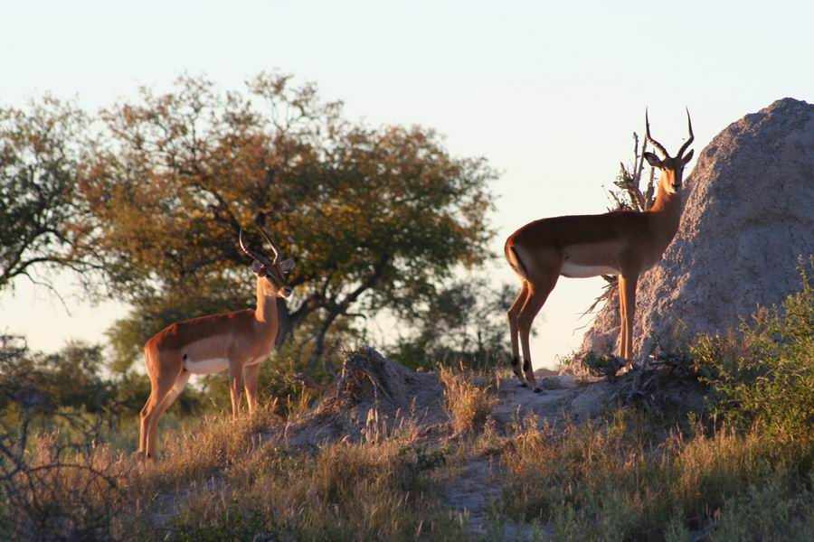 Alert impala bucks