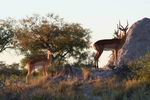 Alert impala bucks