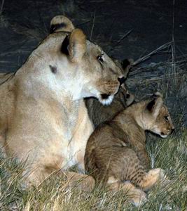 Lioness with cubs at night