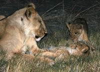 Tired mom with cubs