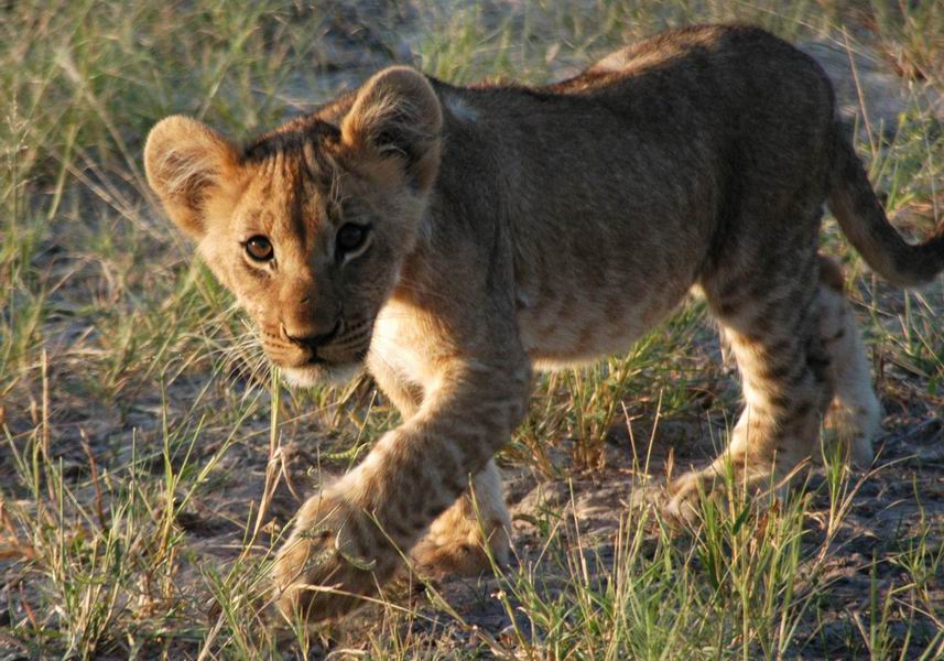 Lion cub - look at the size of those paws!