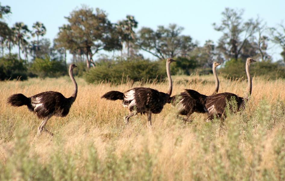 Ostriches near the airstrip