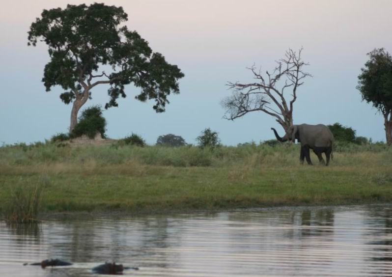 Elephant being watched by two hippos