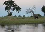 Elephant being watched by two hippos