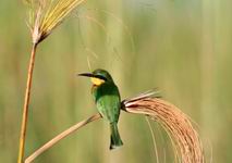 Small Bee-Eater