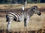 Zebra, with friend