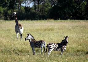 Zebra and Giraffe - not liking these two-legged creatures on foot