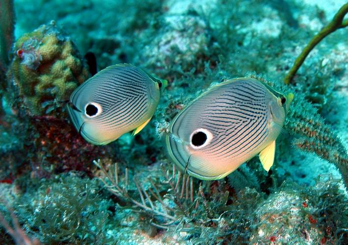 Four Eyed Butterfly Fish