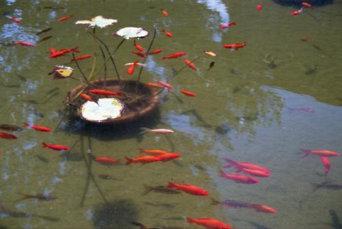 Fish Pond at Frog's Leap - KLM Photo