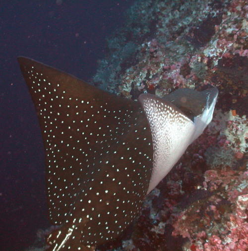 Eagle Ray