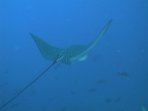 Eagle Ray