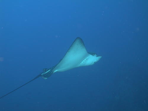 Eagle Ray