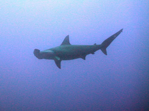 Hammerhead