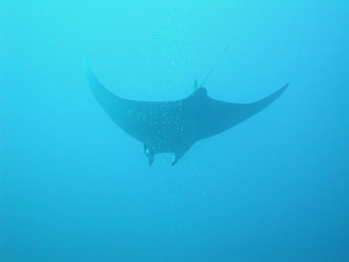 Mobula