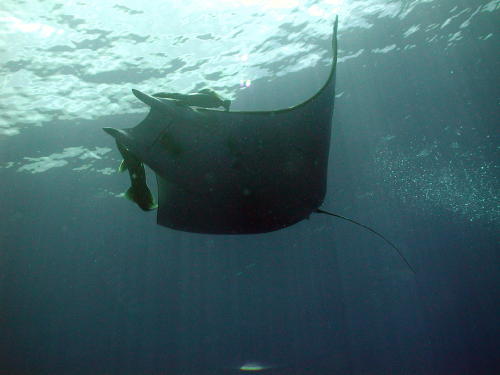 Mobula