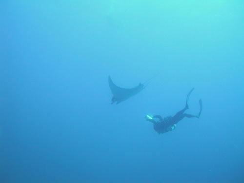 Mobula