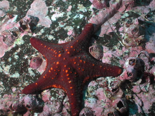 Starfish