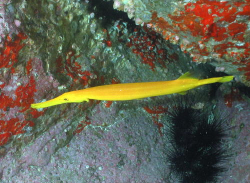 Trumpet Fish