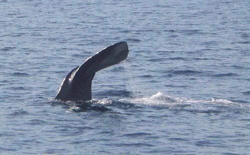 Sperm Whale