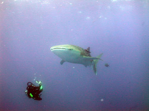 Whale Shark