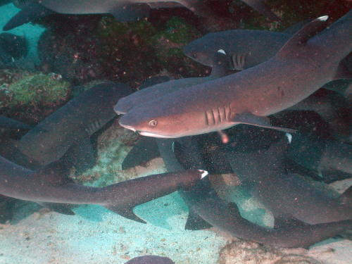 White Tip Reef Sharks