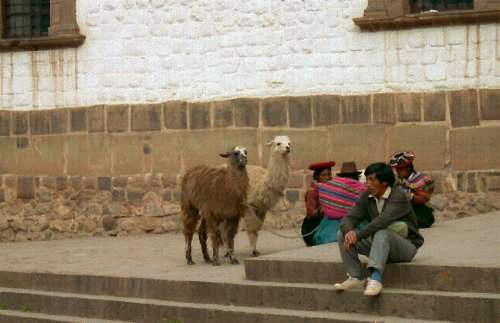 Llamas in Cusco