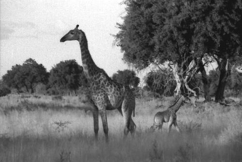 Mama Giraffe and Baby