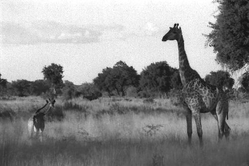 Mama and Baby Giraffe