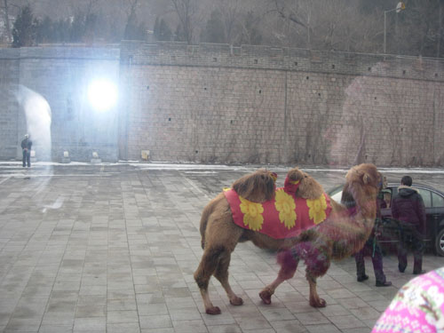 Camel  China 2010