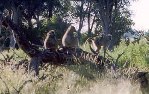 Baboons