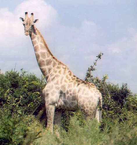 Giraffe at Kanana