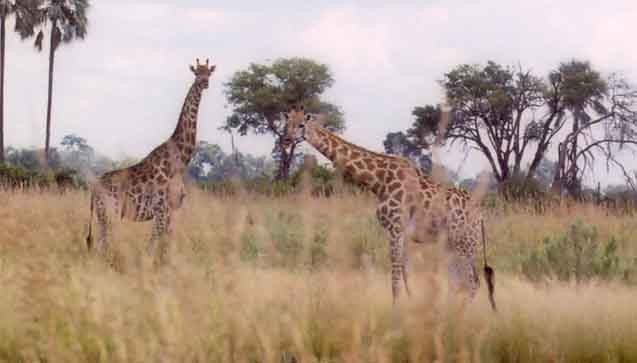 Giraffes at Kanana
