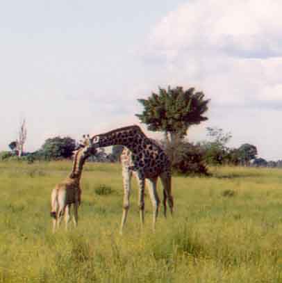 Mother and Baby Giraffe at Kanana