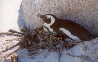 Penguin in Cape Town