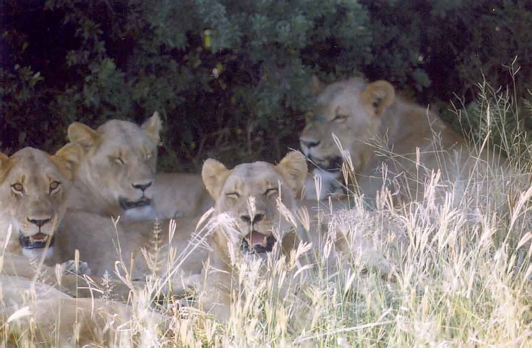 Selinda Pride Lions