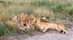 Selinda Pride Lions