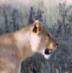 Selinda Pride Lion