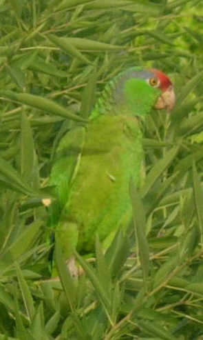 Parrot in almond tree