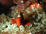 Anemone Fish - GAL Photo
