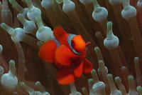 Anemone Fish - GAL Photo