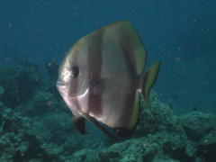 My New Dive Buddy - GAL Photo